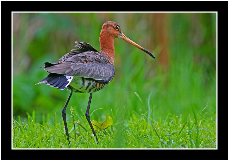 black tailed godwit.jpg