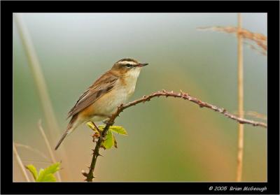 sedge warbler.jpg