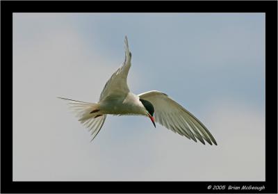 PC-common tern.jpg