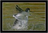 avocet bath.jpg