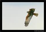 marsh harrier2.jpg