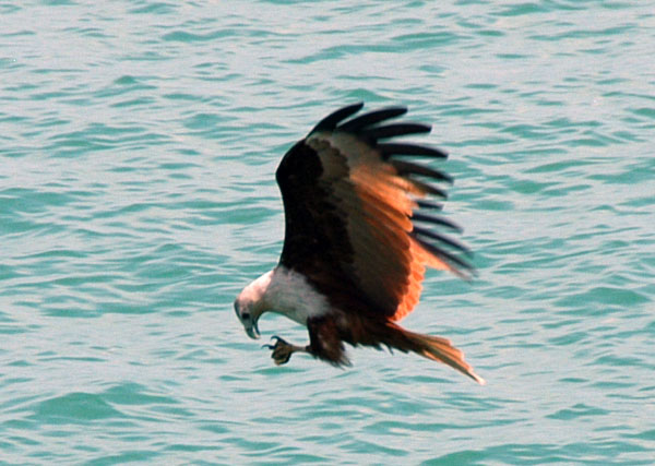 White-bellied Sea Eagle (Haliaeetus leucogaster) Phang-Nga Bay