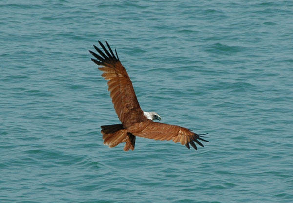 White-bellied Sea Eagle (Haliaeetus leucogaster) Phang-Nga Bay