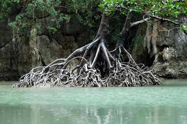 Mangrove in the lagoon, Ko Phanak