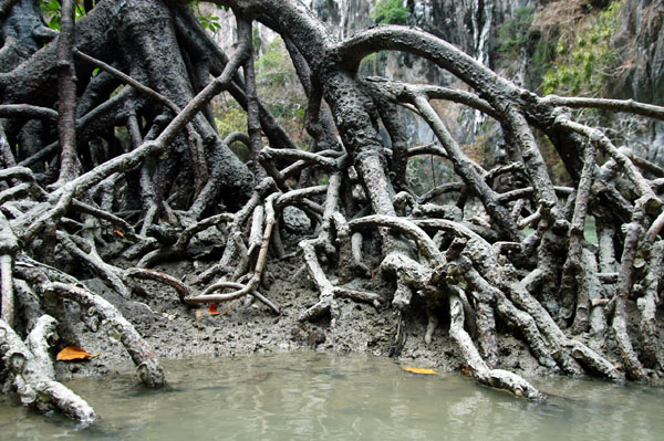 Mangrove in the lagoon, Ko Phanak