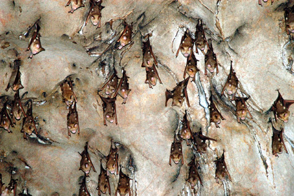 Bats on the ceiling of a sea cave, Ko Phanak
