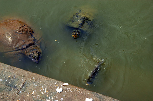 Turtles and fish, Bang Pa-In