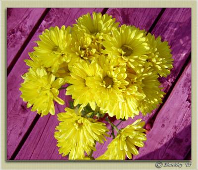yellow_flower.jpg