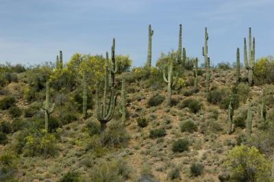 Saguaro Cactus North Of Phoenix, AZ