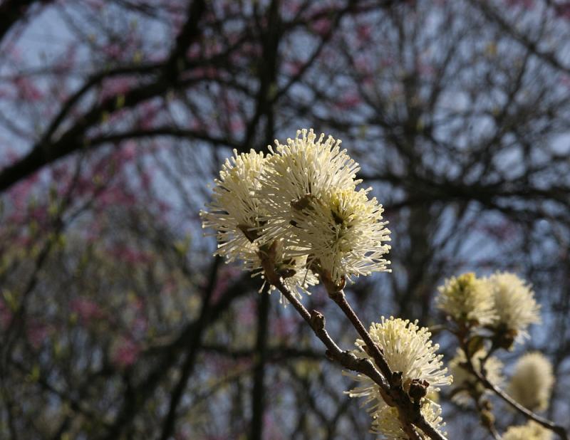 Large Witch-alder #2