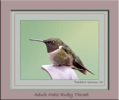 2005_iowa_hummers_and_orioles
