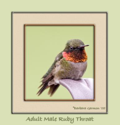 male ruby throat w red gorget displayedIMG_9572 copy.jpg