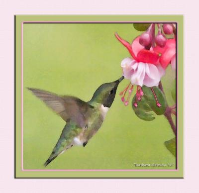 Ruby at Fuschia bloom_Watercolor _IMG_9959 copy.jpg