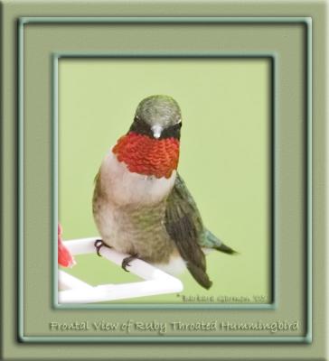 frontal view of Ruby maleIMG_9768 copy.jpg