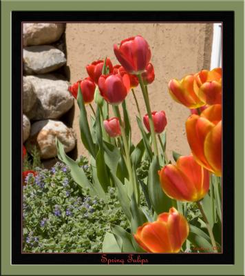 Spring Tulips IMG_7979 copy.jpg