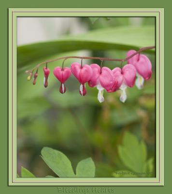 bleeding hearts framed IMG_0574 copy.jpg