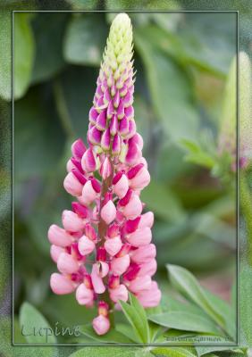 pink lupine bloom matted IMG_0557.jpg