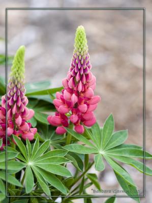 two pink lupines matted IMG_0523.jpg