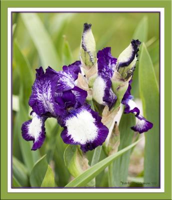 purple-white iris blooms framedIMG_0571.jpg