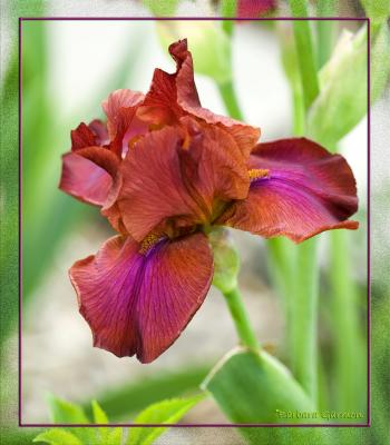 bronze brown iris IMG_0594 copy.jpg