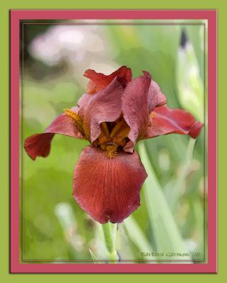 single bronze iris w-out blue watercolorIMG_0586 copy.jpg