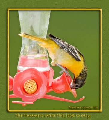 2005_iowa_hummers_and_orioles