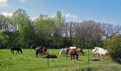 Pastoral Scene in NW Iowa - near Cherokee