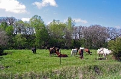 Horses in Pasture - On a Beautiful Spring Day - May 15, 2005