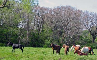 Stallion, Mares and Colts in NW Iowa Pasture