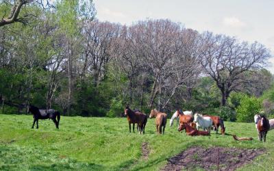 Stallion, Mares and Colts in NW Iowa Pasture by a Flowing Stream