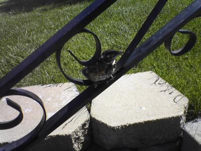 20050519-1robin-web.jpg