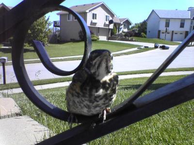 20050519-2robin-web.jpg