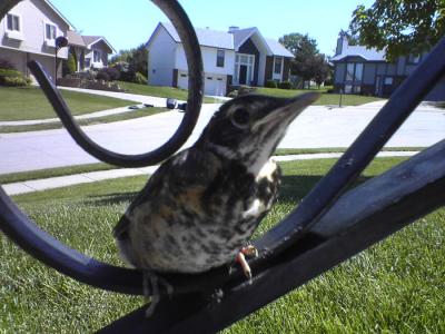 20050519-3robin-web.jpg