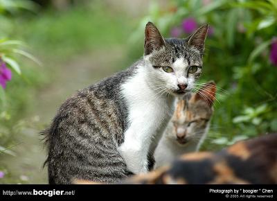 iStray Cats in  Taiwanj