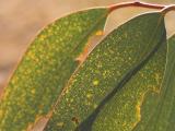 snow gum