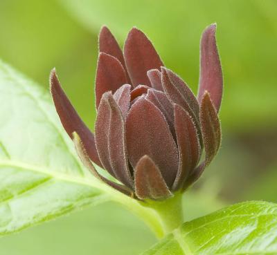 Sweet Shrub 4.jpg
