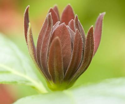 Sweetshrub 2.jpg