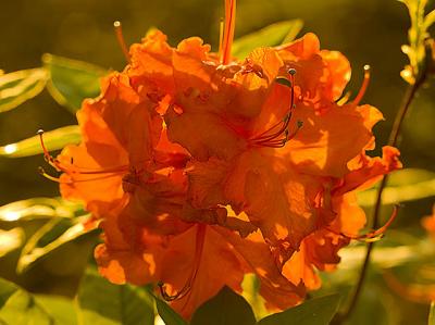 Azalea Native Backlit.jpg