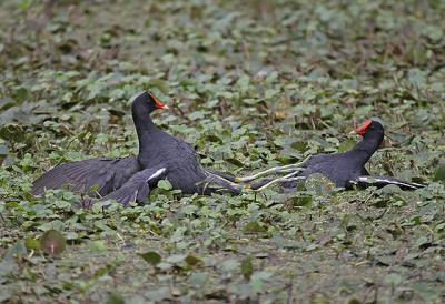 Moorhen Gladiators