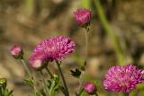 marigolds pink