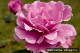 pink rose full bloom