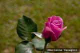 pink rose bud