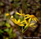 wild daisies