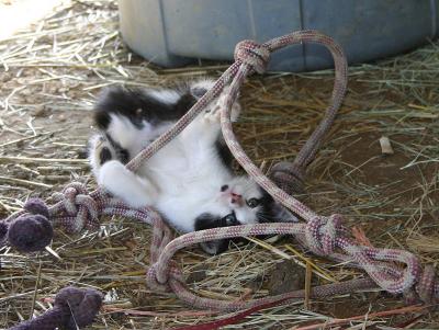 barn cat  05-20-05