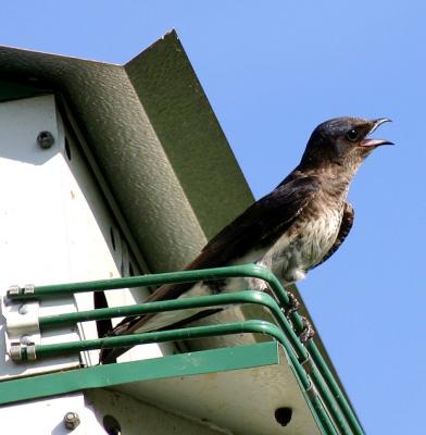 baby purple martin  05-23-05