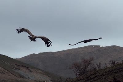 114 - Vultures flying off into the endless Grasslands