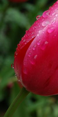 tulip edge.jpg