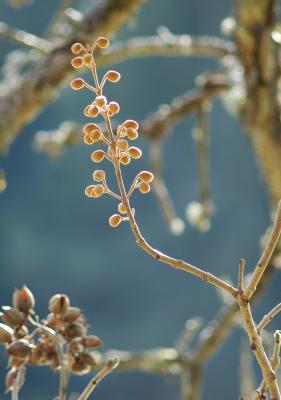 buds