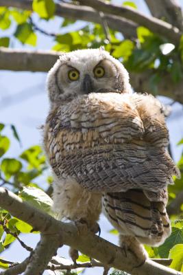 Owl Chick