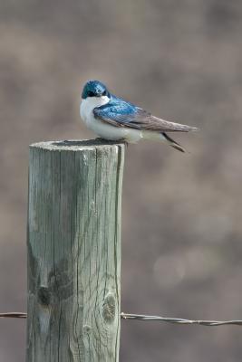 Tree Swallow